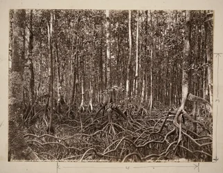 A mangrove swamp, Pachu River, Choiseul, Solomon Group